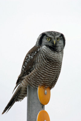 Northern Hawk-Owl 2