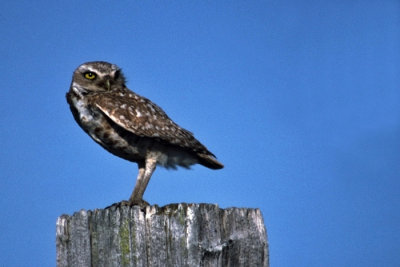 Burrowing Owl 1