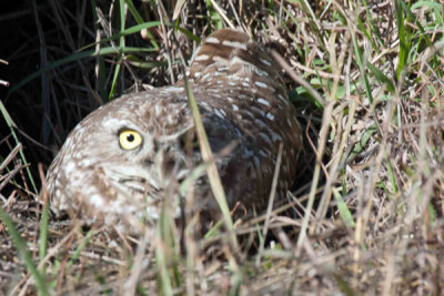 Burrowing Owl 2