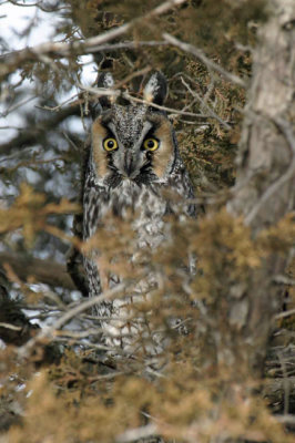 Long-eared Owl 1