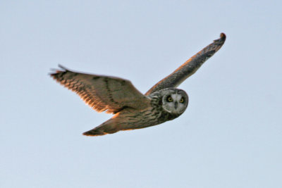 Short-eared Owl 1