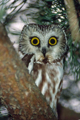 Northern Saw-Whet Owl 1