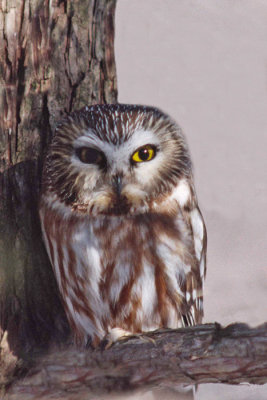 Northern Saw-Whet Owl 2