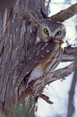 Northern Saw-Whet Owl 3