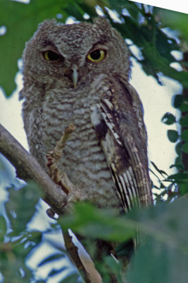 Eastern Screech-Owl 2