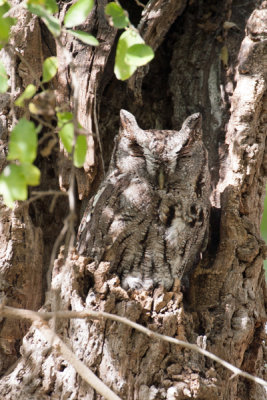 Eastern Screech-Owl 3