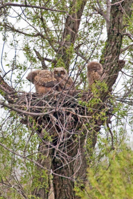 Great Horned Owl 1