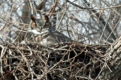 Great Horned Owl 2