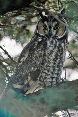 Long-eared Owl 2