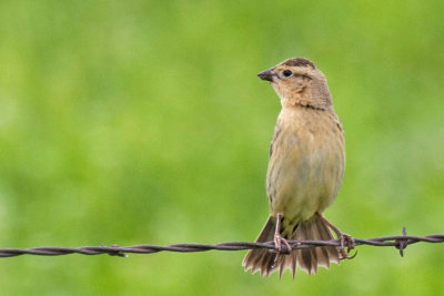 Bobolink