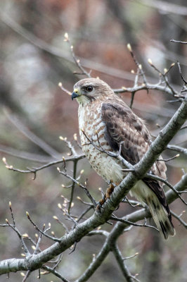 Broad-winged Hawk 3
