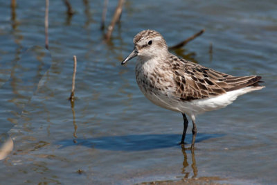 Semipalmated Sandpiper 1