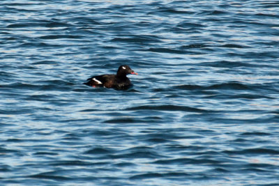 White-winged Scoter