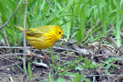 Yellow Warbler