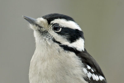 Downy Woodpecker 2
