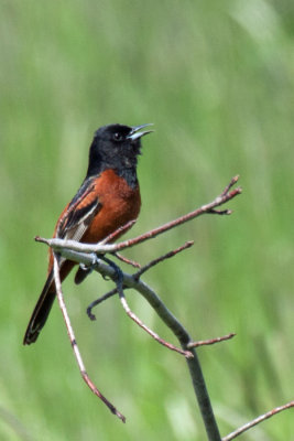 Orchard Oriole 2