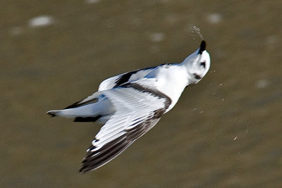 Black-legged Kittiwake 5