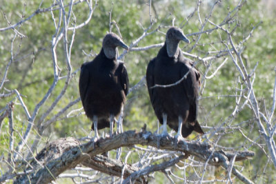 Black Vulture 4