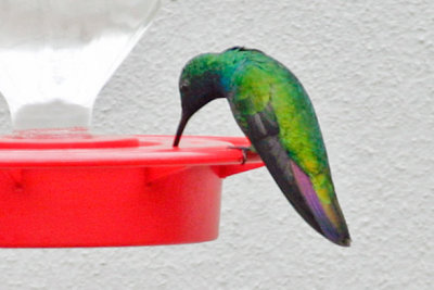 Green-breasted Mango 1