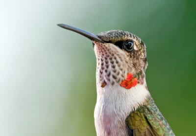 Ruby-throated Hummingbird 6