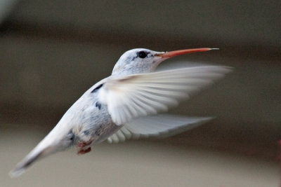 Ruby-throated Hummingbird 7