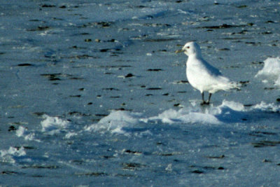 Ivory Gull 1