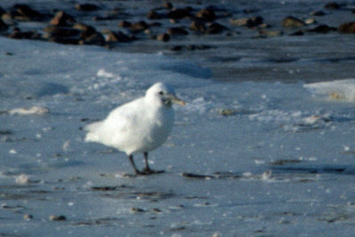 Ivory Gull 2