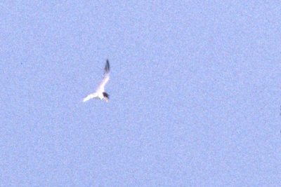Least Tern 5