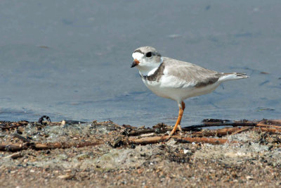 Piping Plover 3