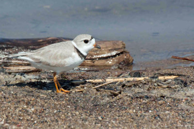 Piping Plover 4