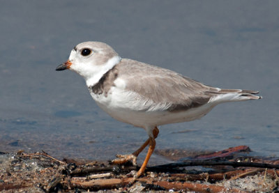 Piping Plover 5