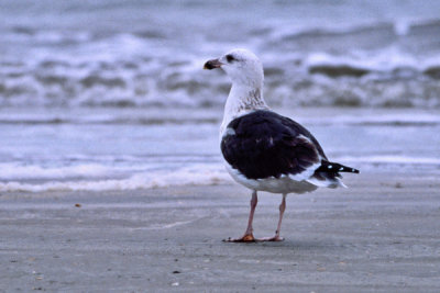 Great Black-backed Gull 3