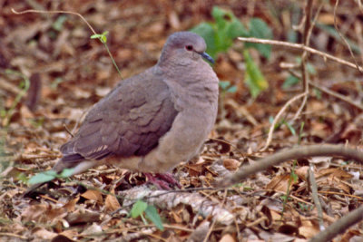 White-tipped Dove 2