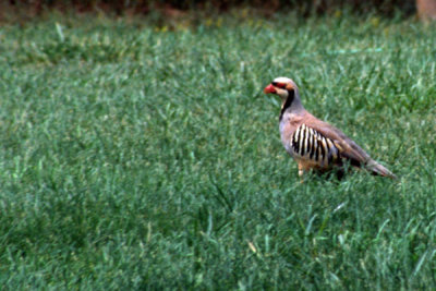 Chukar 2