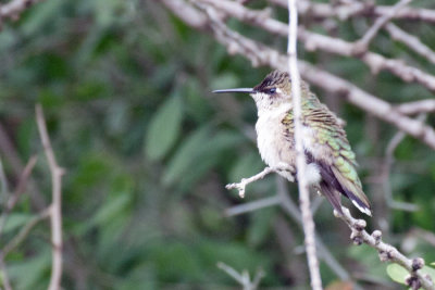 Black-chinned Hummingbird 2