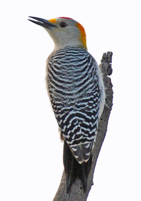 Golden-fronted Woodpecker 1