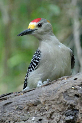 Golden-fronted Woodpecker 4