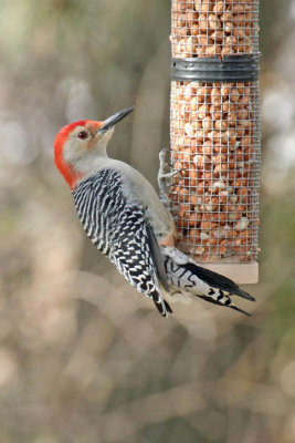 Red-bellied Woodpecker 1