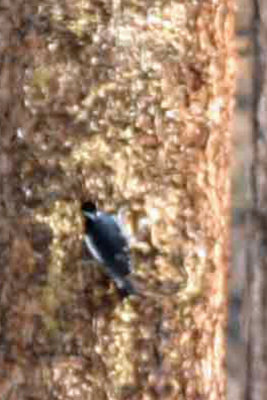 Williamson's Sapsucker 2