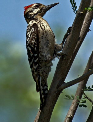 Ladder-backed Woodpecker 1