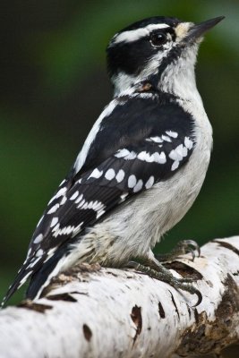 Downy Woodpecker 3