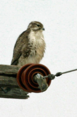Prairie Falcon 2
