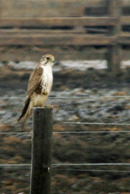 Prairie Falcon 3