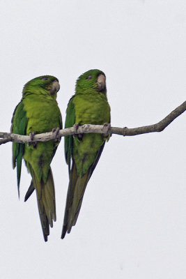 Green Parakeet 1