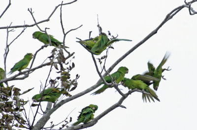 Green Parakeet 2