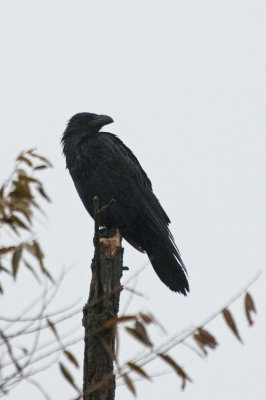 Common Raven 2