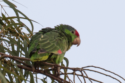 Red-crowned Parrot 2