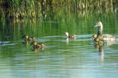 Canvasback 2