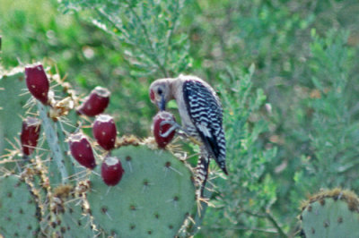 Gila Woodpecker 1