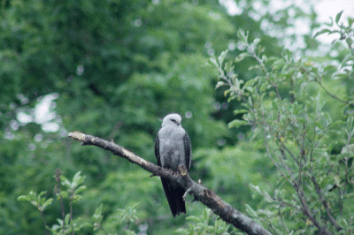 Mississippi Kite 1
